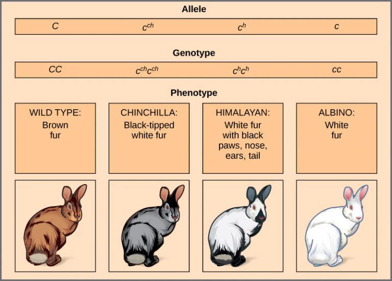 20.1 Dominance, Codominance, and Multiple Alleles College