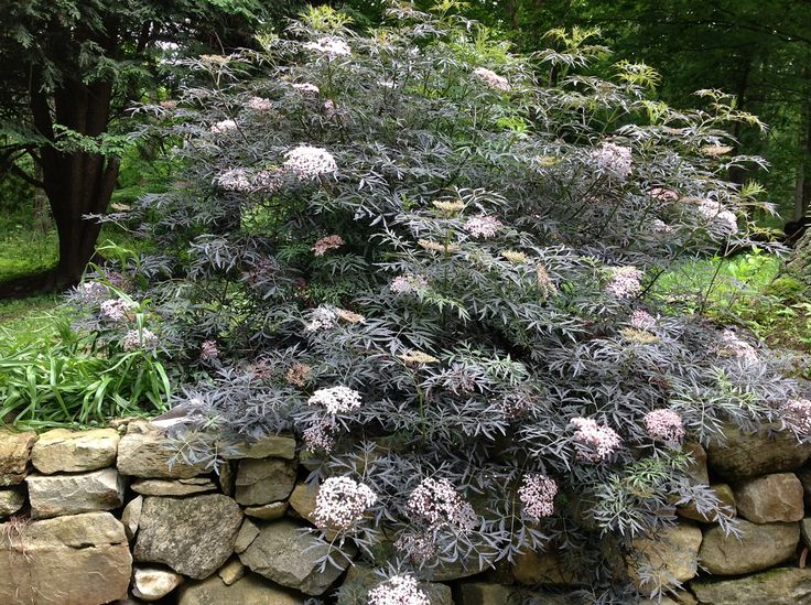 Black Lace Elderberry SLC GARDENS