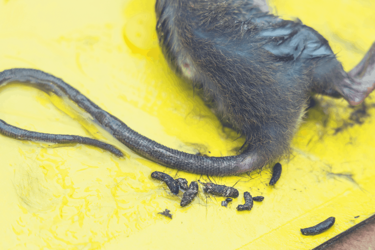 Will Mice Bother You While Sleeping?
