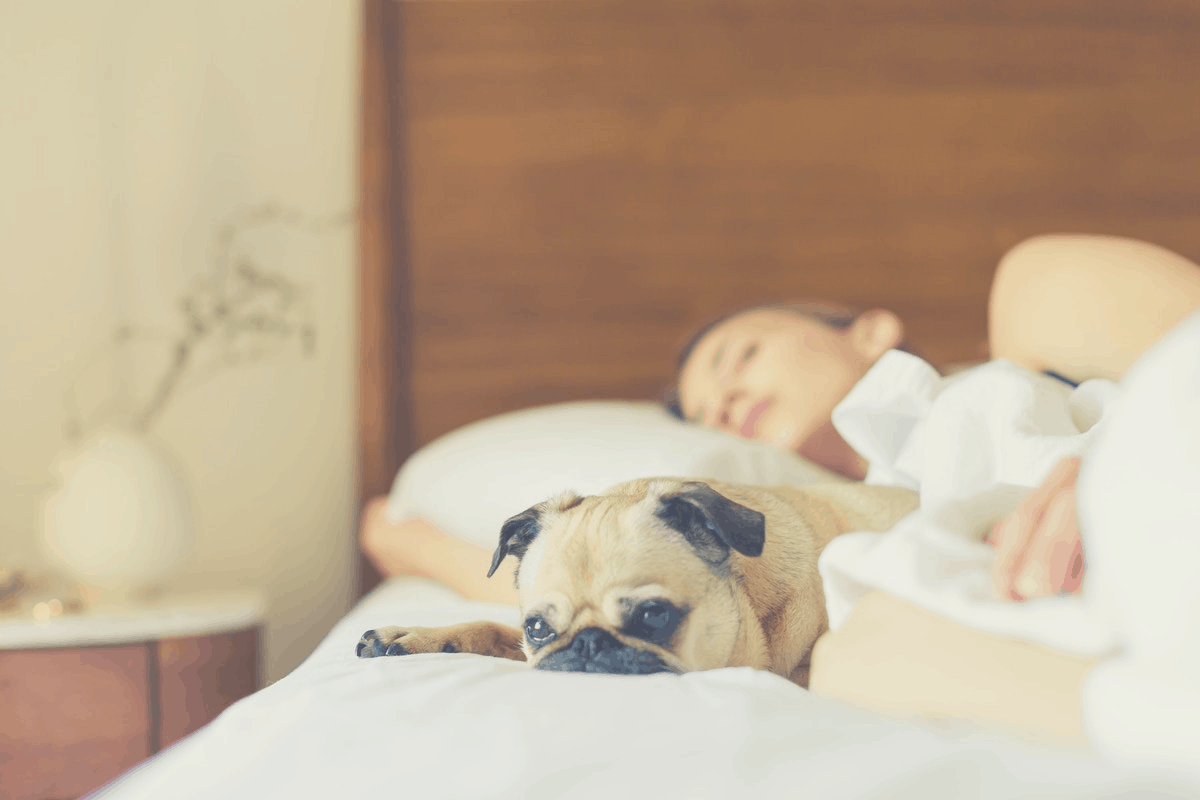 Should Your Dog Sleep In Your Bed? The Ultimate Guide