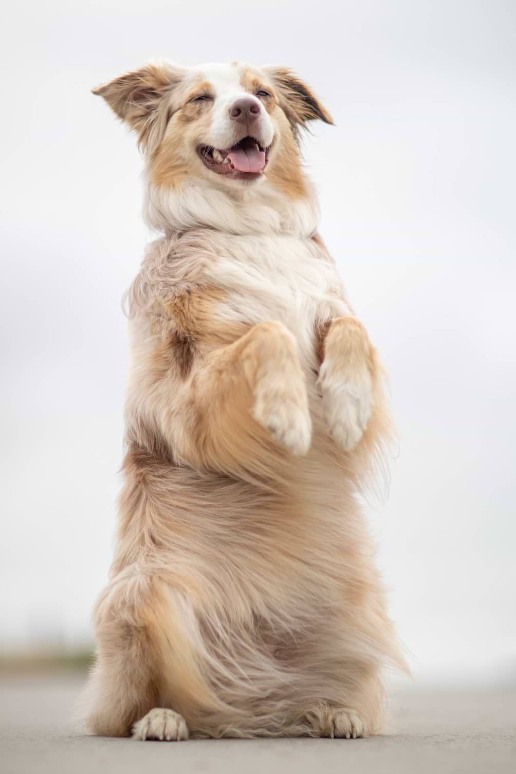 Tricksen mit Hunden 10 Tipps für Tricks sleepherds