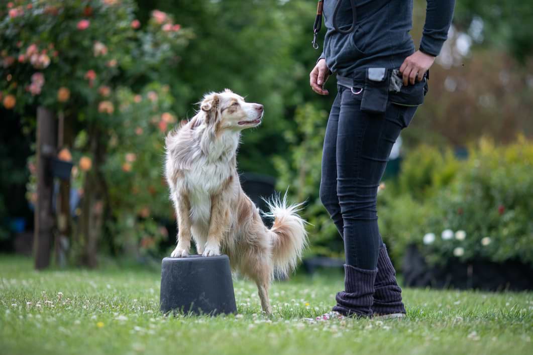 Muskelaufbau beim Hund Drei Anregungen zum Nachmachen