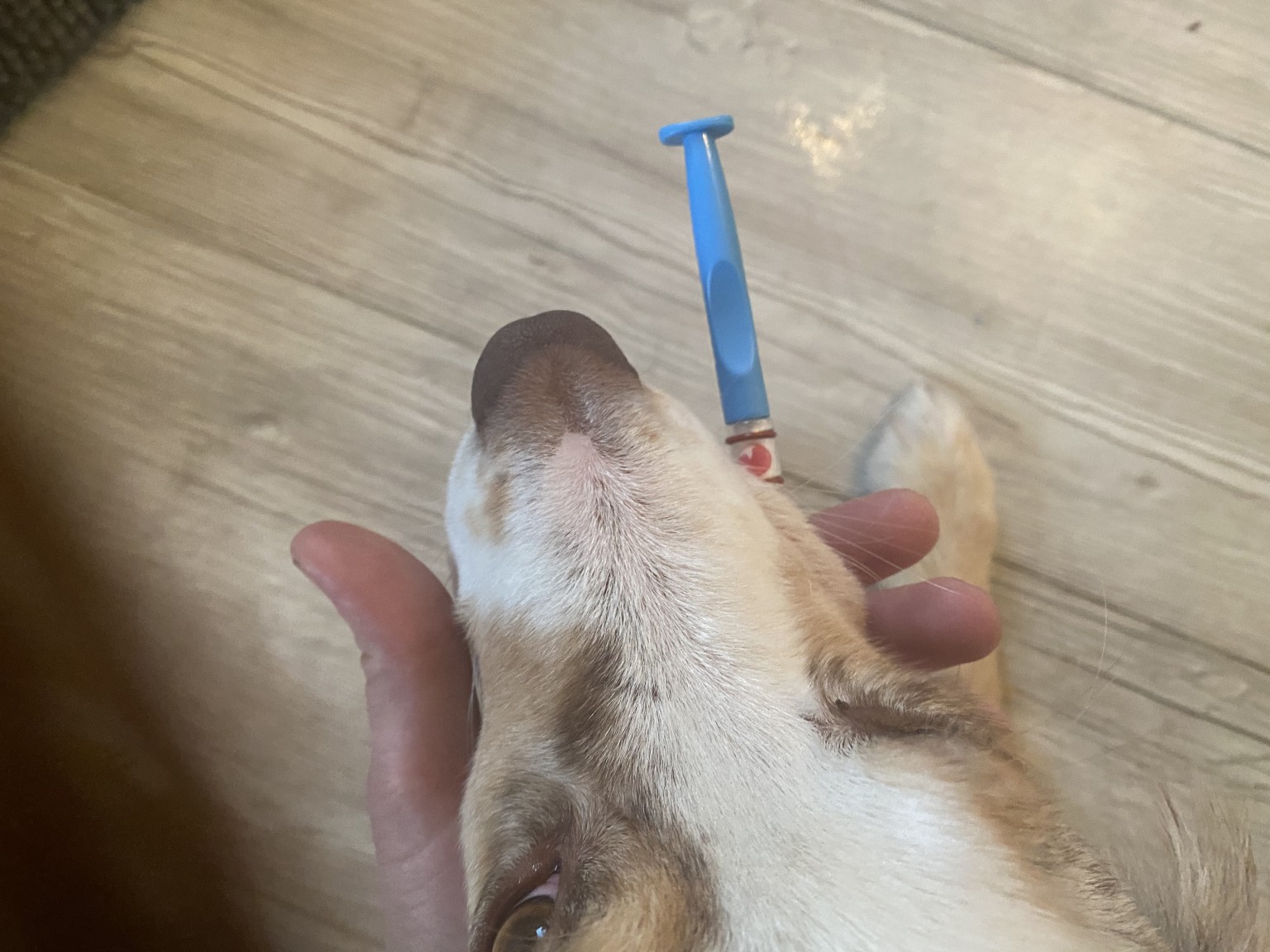 HundeLabs Allergietest für Hunde im Test unser Ergebnis sleepherds