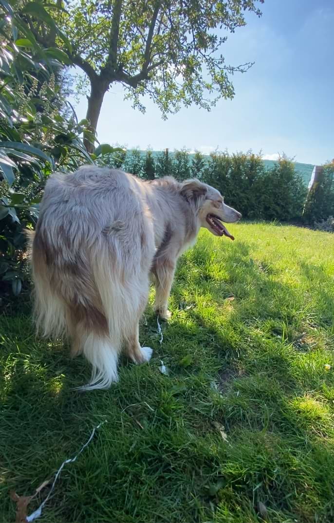 Gastritis beim Hund Ursachen, Symptome & Behandlung