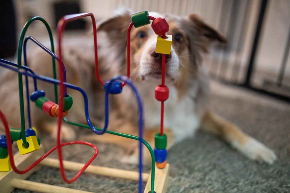 Kinderspielzeuge zur Auslastung von Hunden Kopfarbeit für Hunde