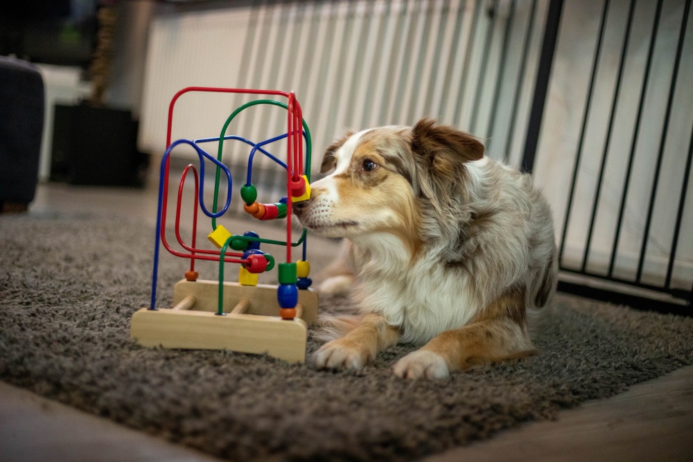Kinderspielzeuge zur Auslastung von Hunden Kopfarbeit für Hunde