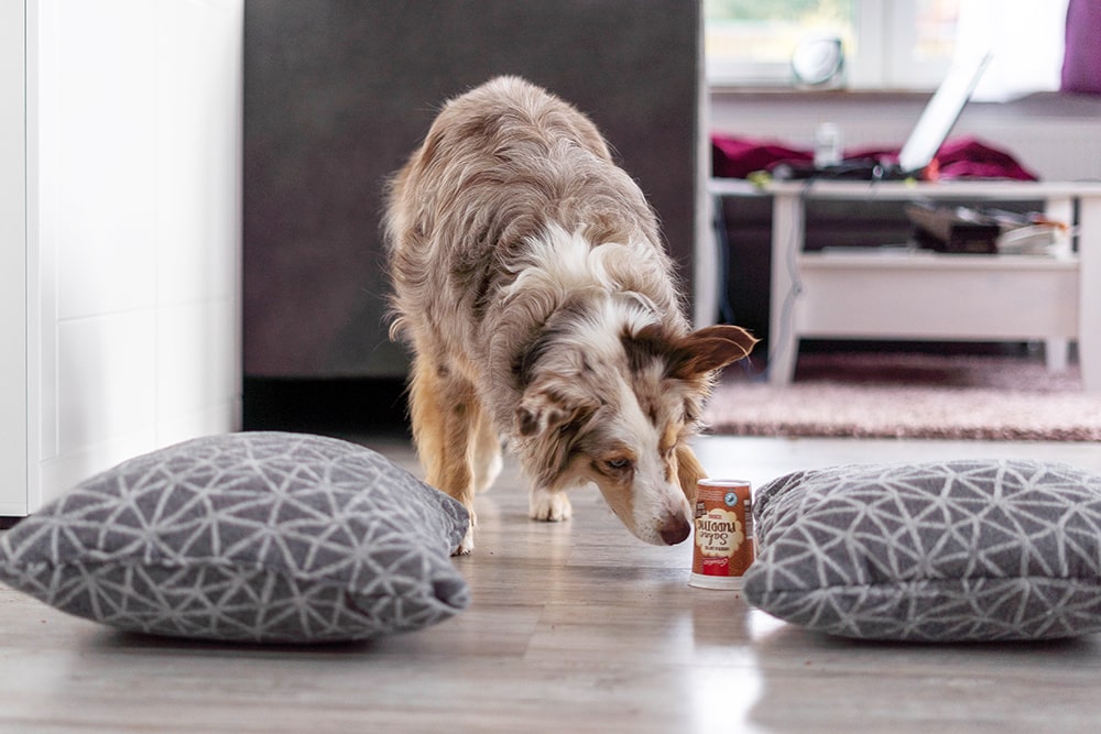 Beschäftigung für Hunde aus Müll ganz einfach gemacht