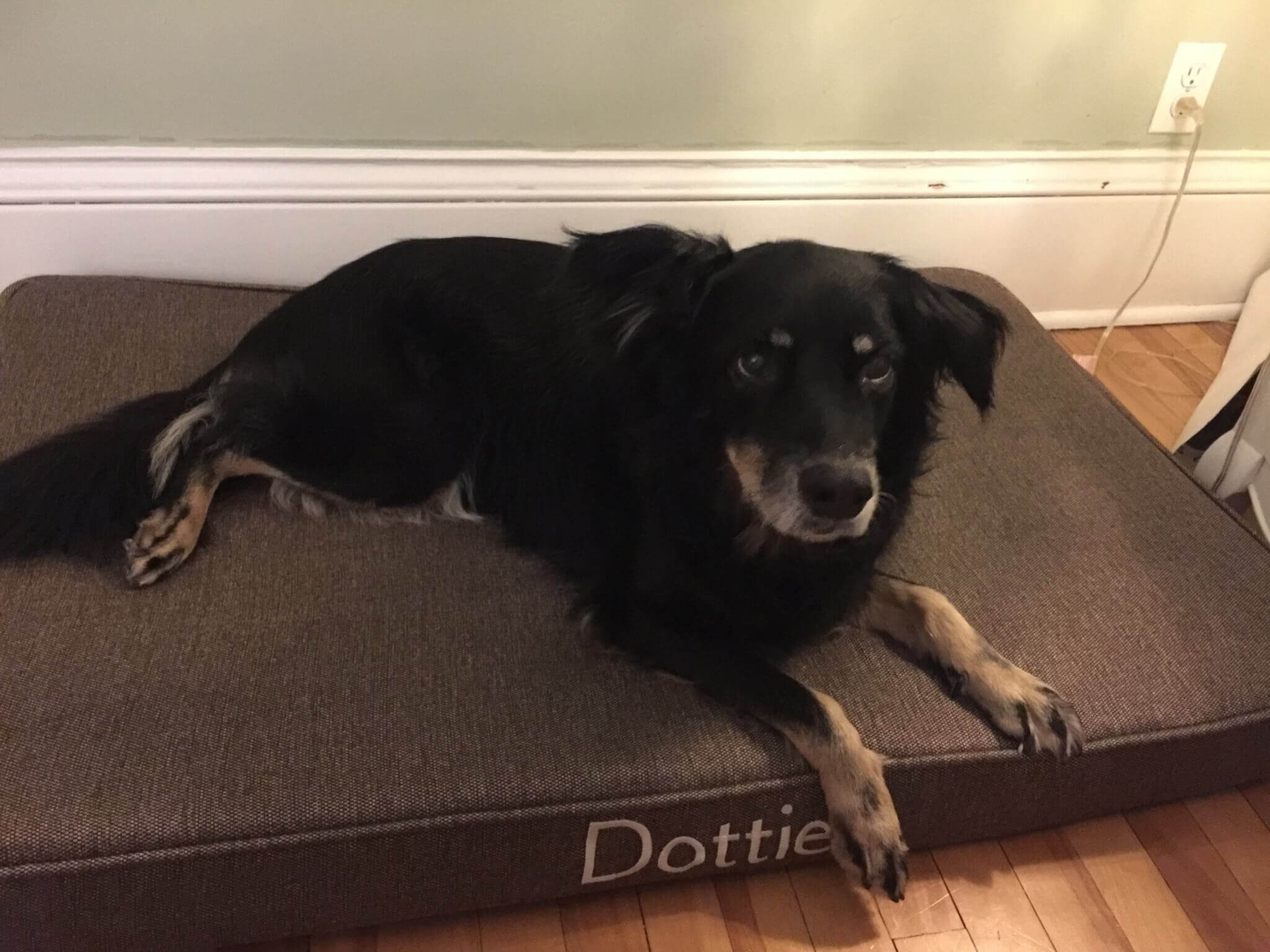 Brentwood Home Dog Bed Style and Quality