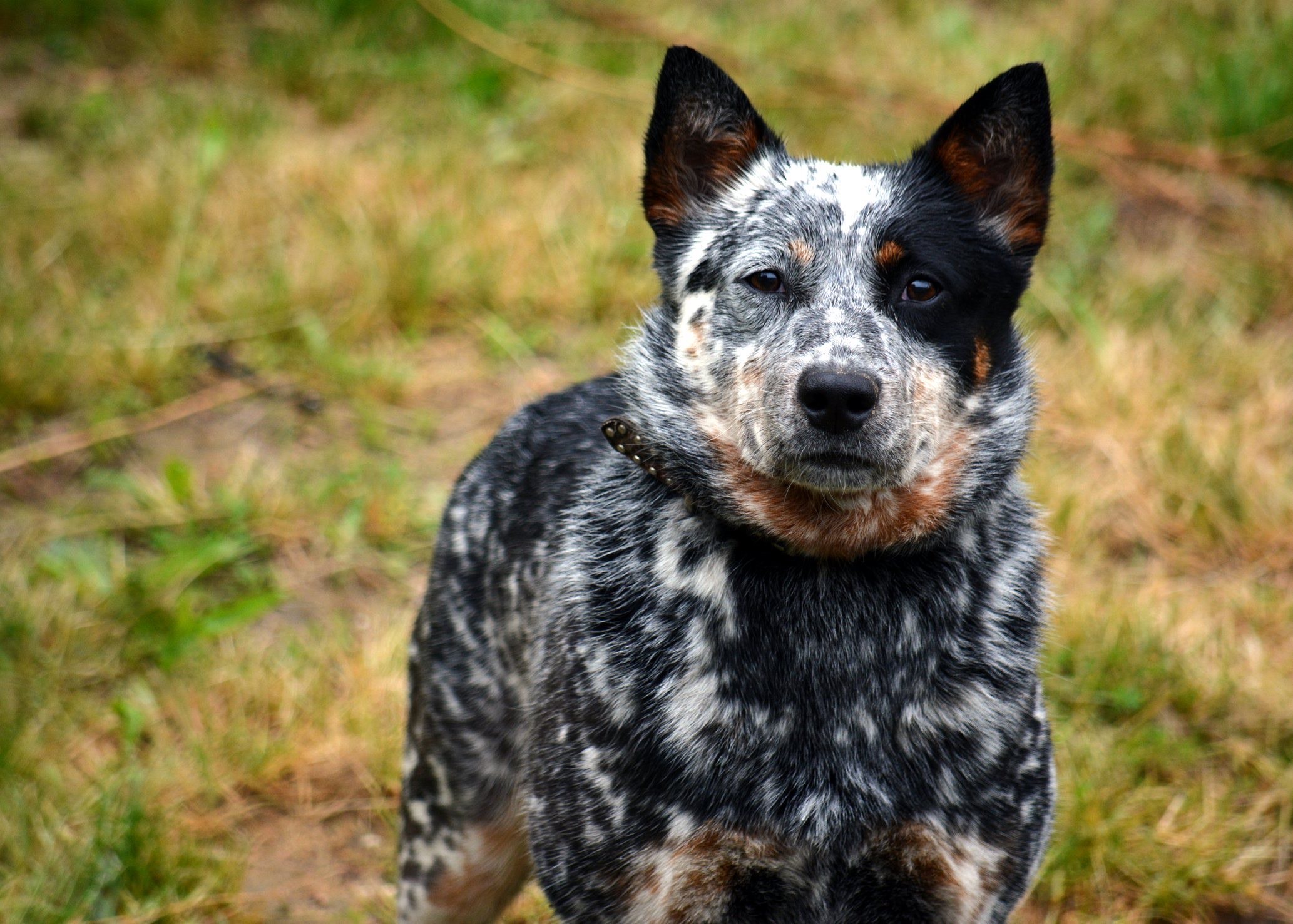 Oakley