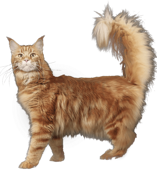Maine Coon cattery