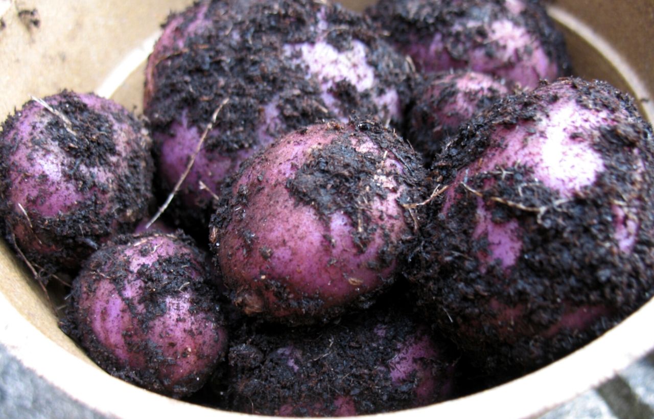 How To Grow Purple Potatoes In Containers Slick Garden