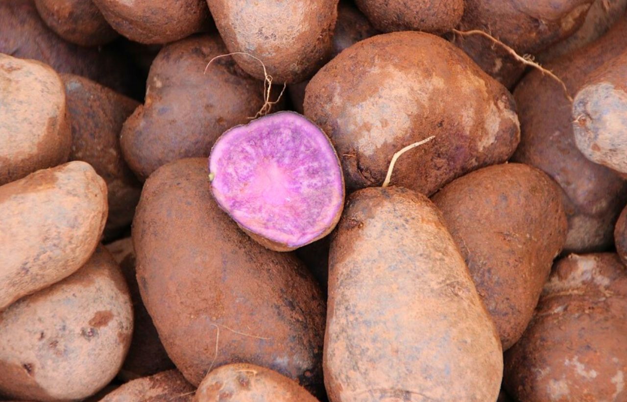 How To Grow Purple Potatoes In Containers Slick Garden