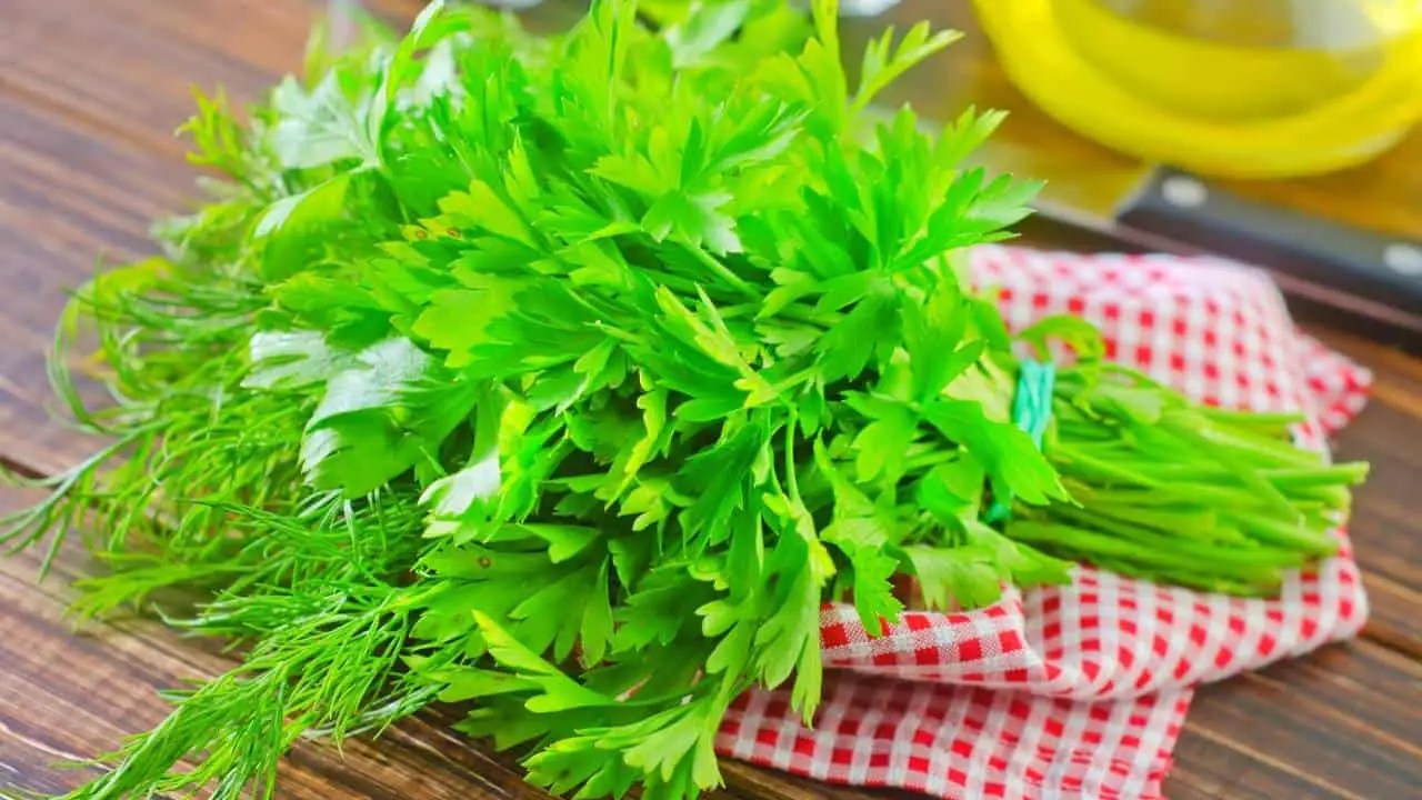 How To Grow Parsley From Clippings Slick Garden