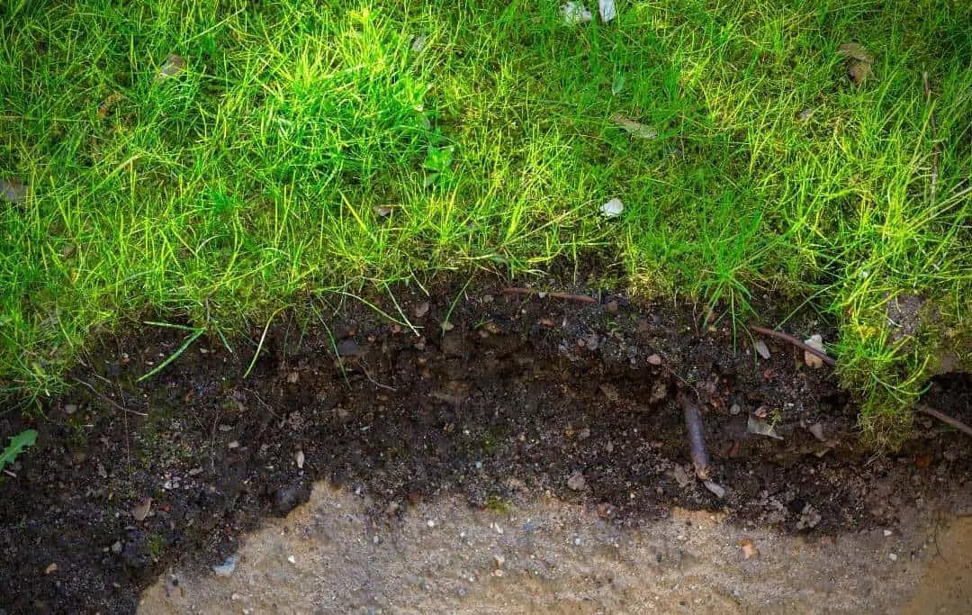 VEGETABLES THAT CAN GROW IN SANDY SOIL Slick Garden