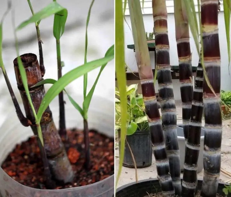 HOW TO GROW SUGAR CANE INDOORS? Slick Garden