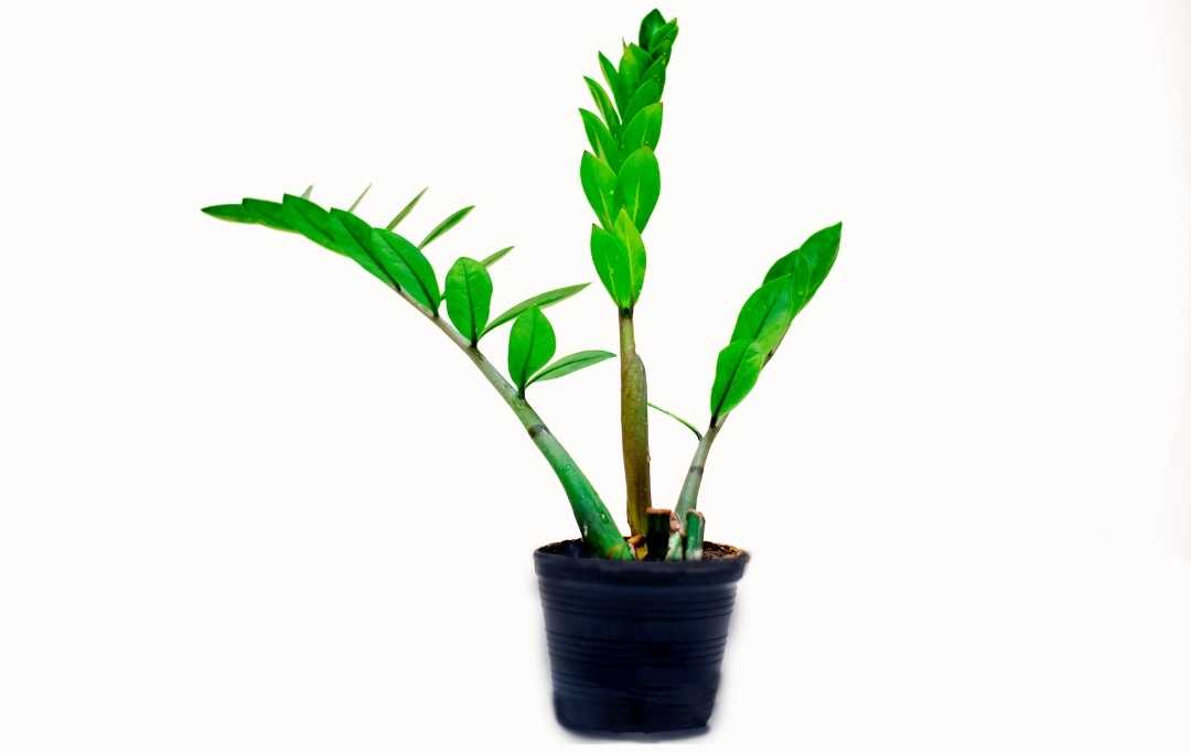 10 HOUSEPLANTS FOR BASEMENT Slick Garden