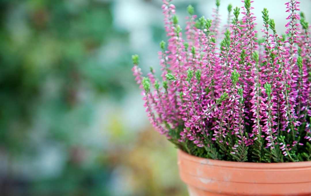 BEST FLOWERS TO GROW FOR BOUQUETS Slick Garden