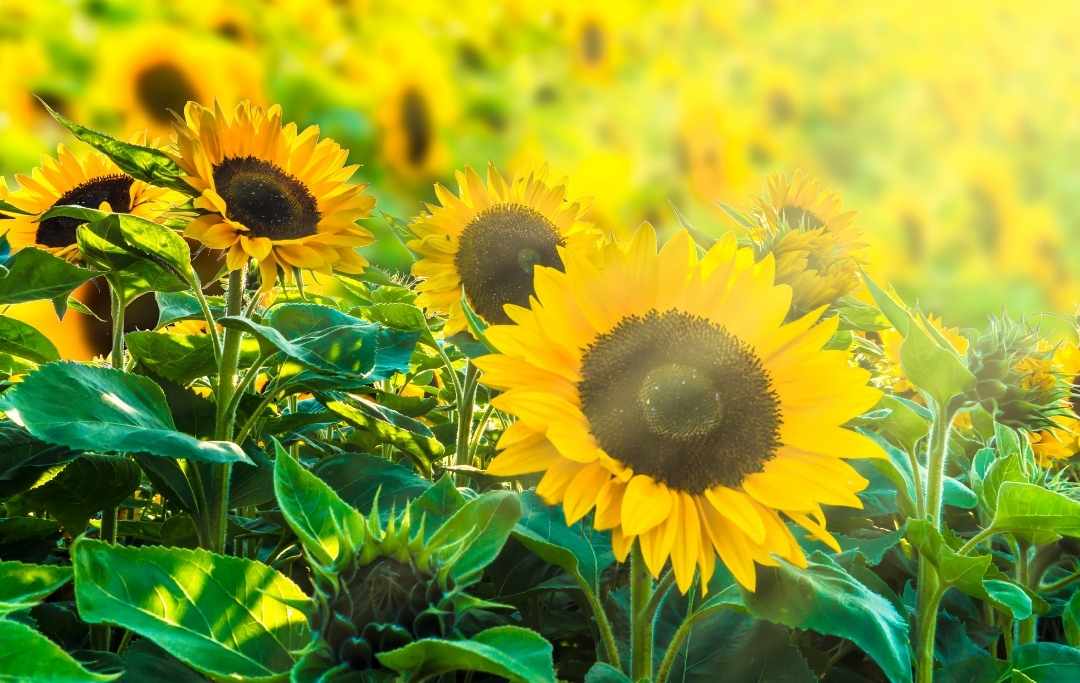 BEST FLOWERS TO GROW FOR BOUQUETS Slick Garden