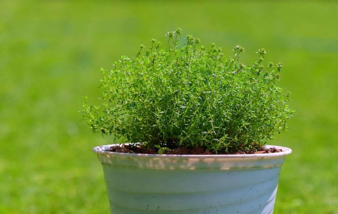 PROPAGATE THYME FROM GROCERY STORE Slick Garden