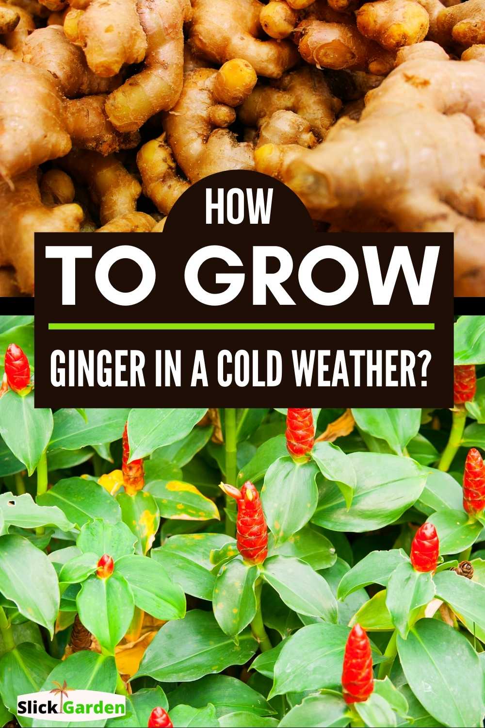 How To Grow Ginger In A Cold Weather? Slick Garden