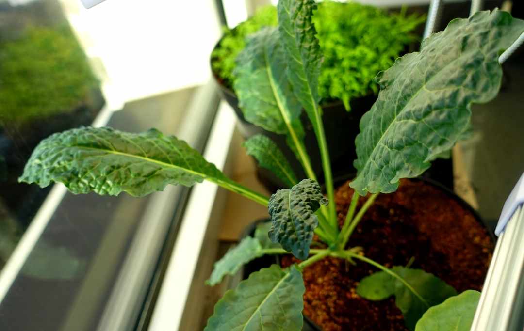 How To Grow Kale In A Pot? Slick Garden