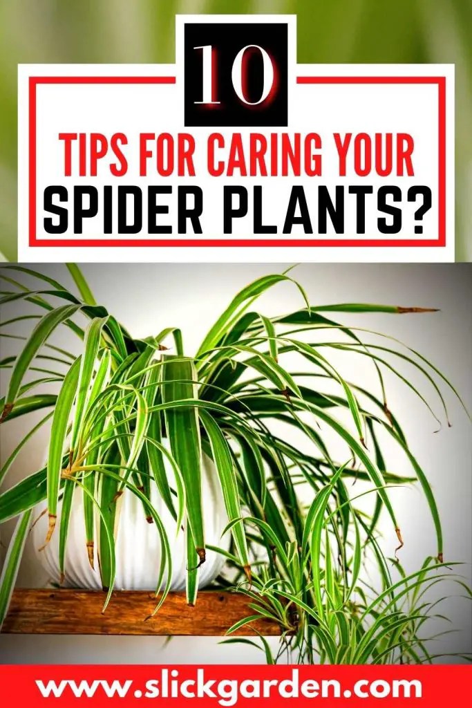How To Care For Indoor Spider Plants? Slick Garden