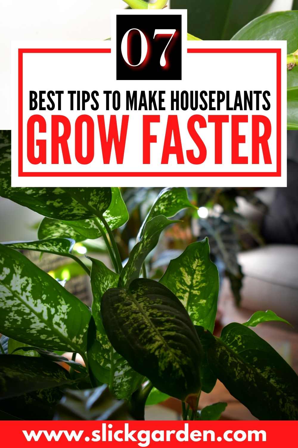 How To Make Houseplants Grow Faster? Slick Garden