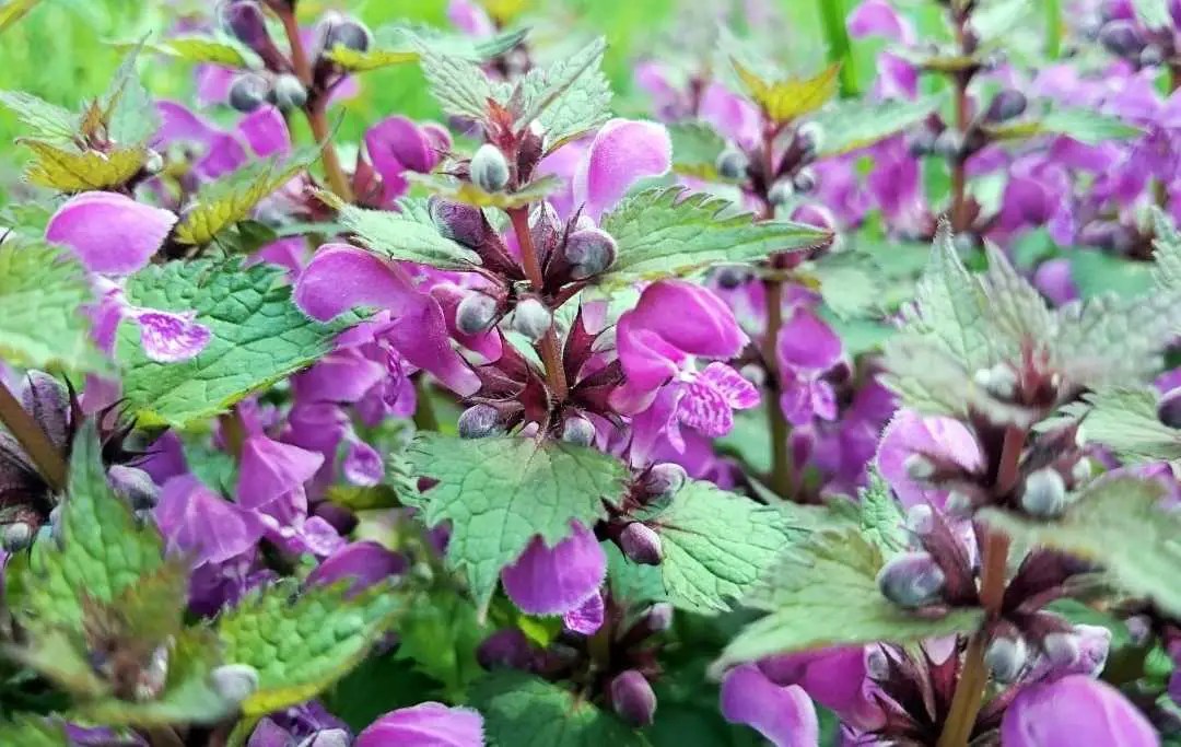 20 ShadeLoving Flowering Plants Slick Garden