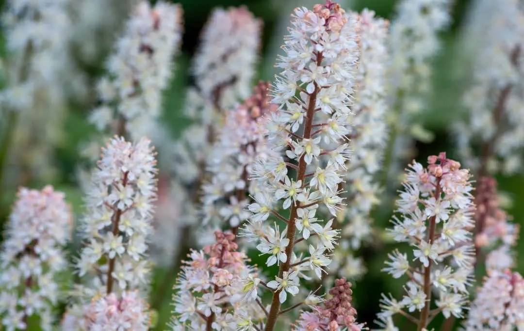 20 ShadeLoving Flowering Plants Slick Garden