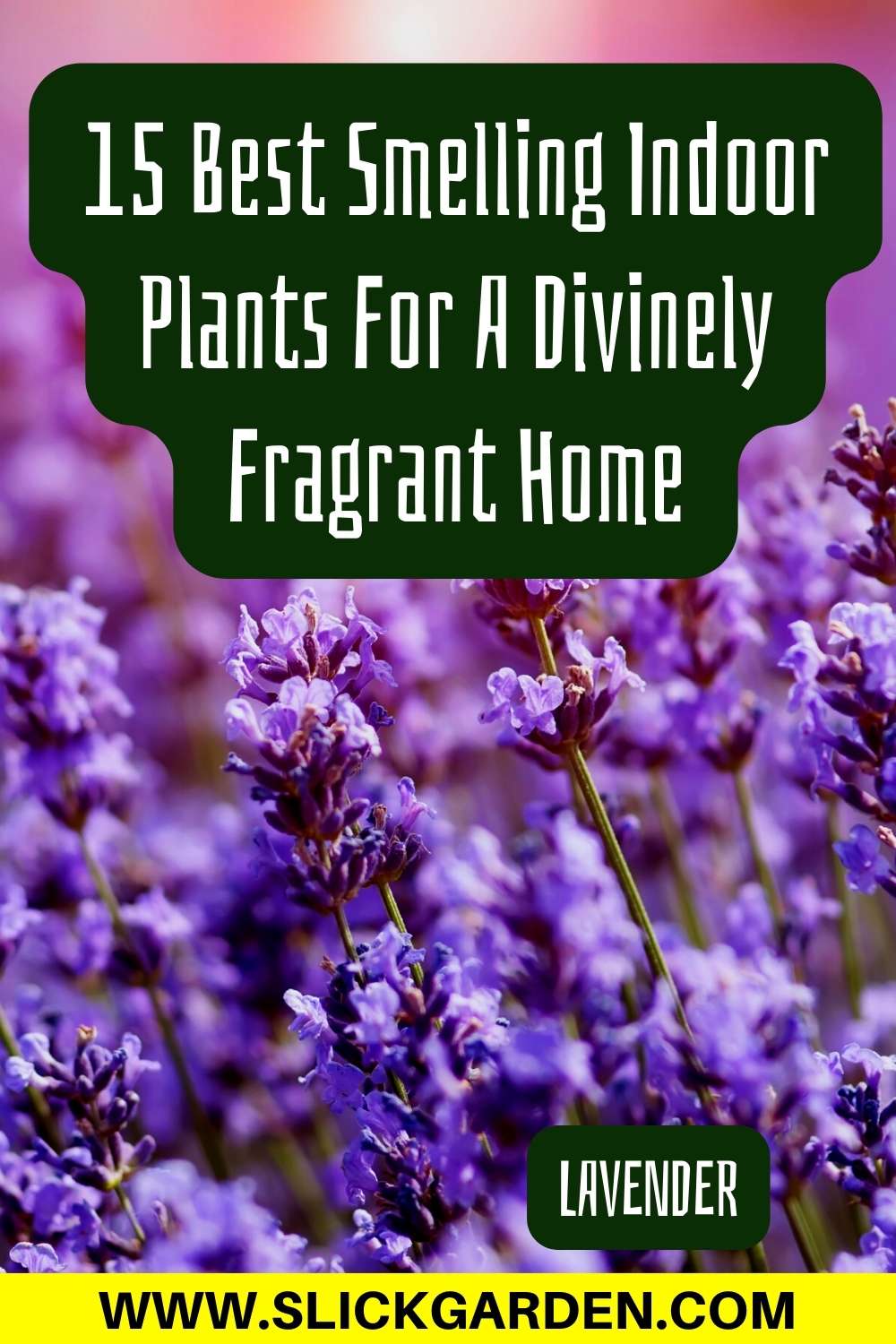 15 Best Smelling Indoor Plants For A Divinely Fragrant Home Slick Garden