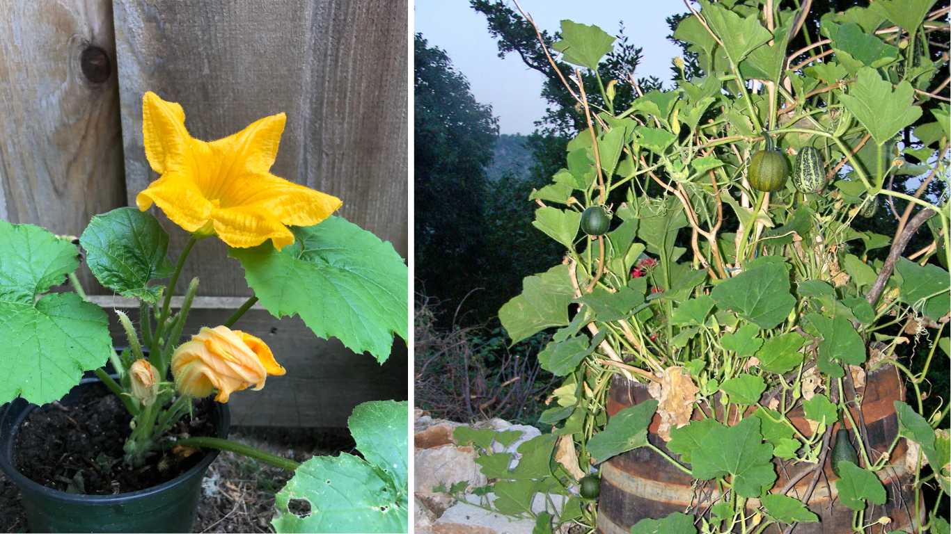 How To Grow Squash In Containers Complete Guide? Slick Garden