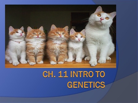 Introduction to Genetics - ppt download