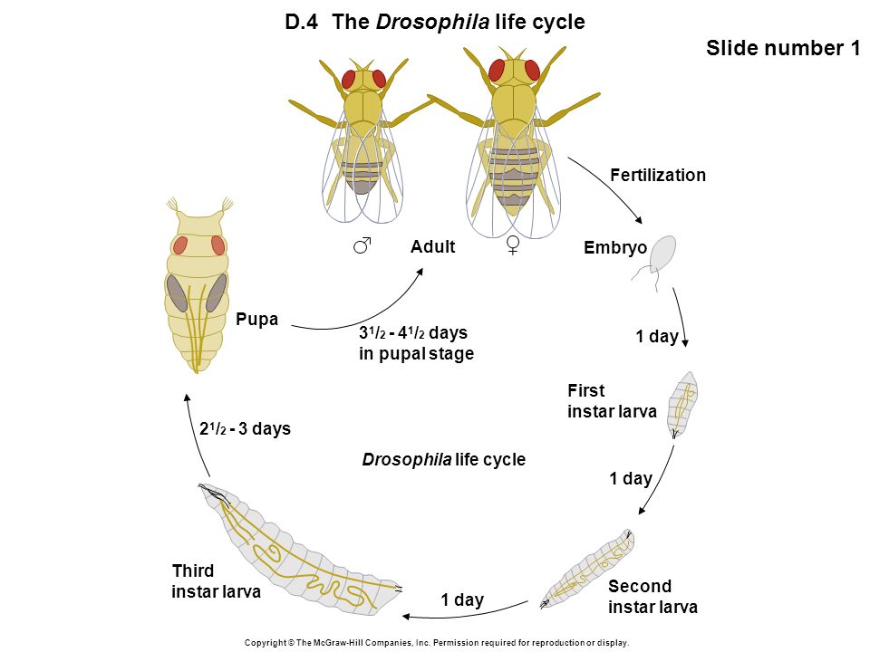 drosophila life cycle stages - Shirley Lackey