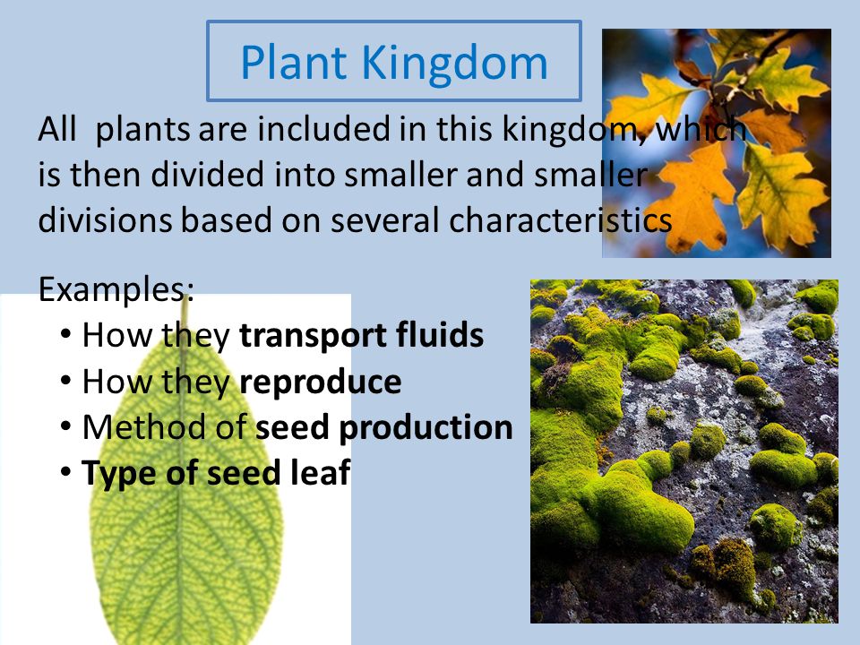 Plant Kingdom All Plants Are Included In This Kingdom, Which Is Then Divided Into Smaller And Smaller Divisions Based On Several Characteristics Examples: - Ppt Video Online Download