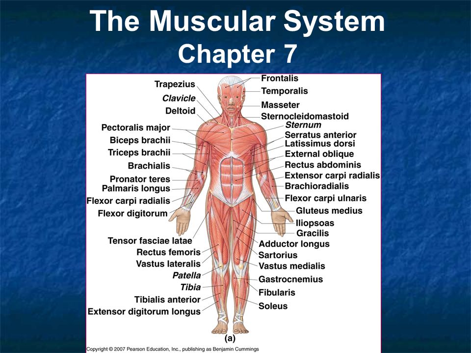 Muscular System Diagram Labeled