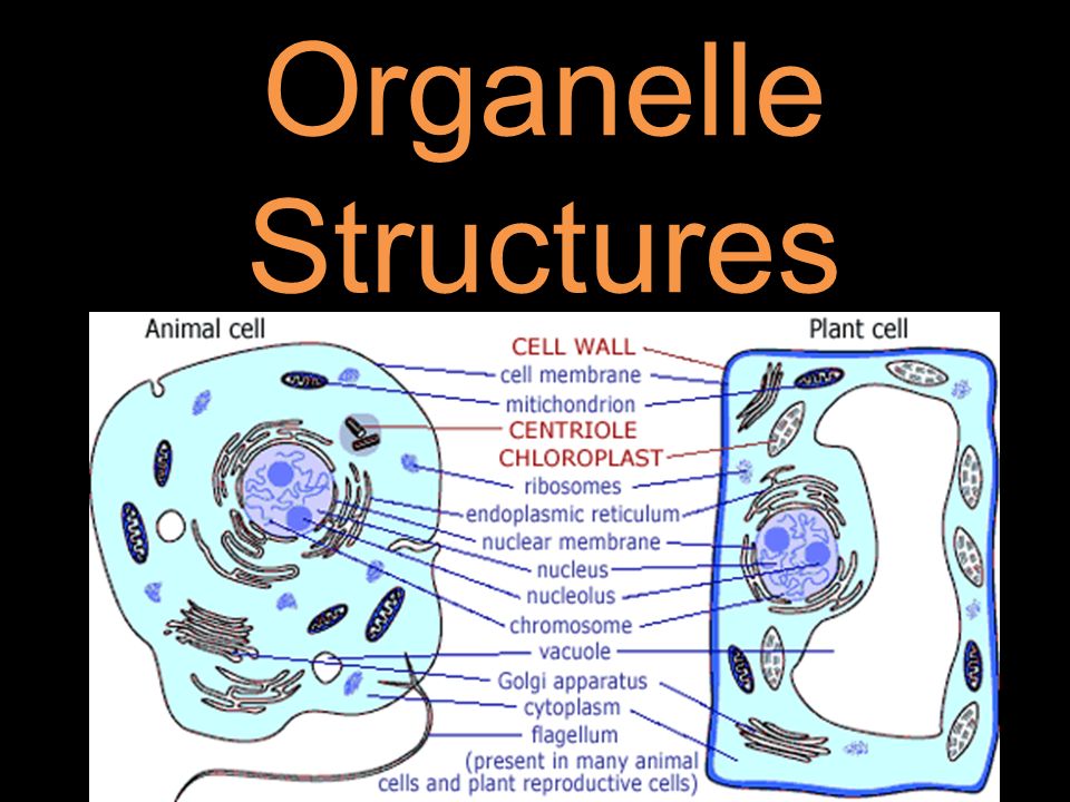 Organelle Structures. Lysosome Contains Digestive Enzymes That Break Down Molecules. - Ppt Download