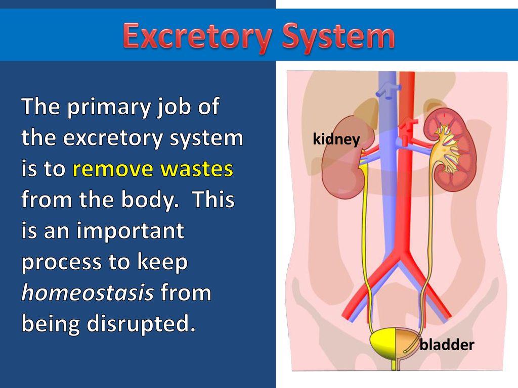Regulation and Reproduction ppt download