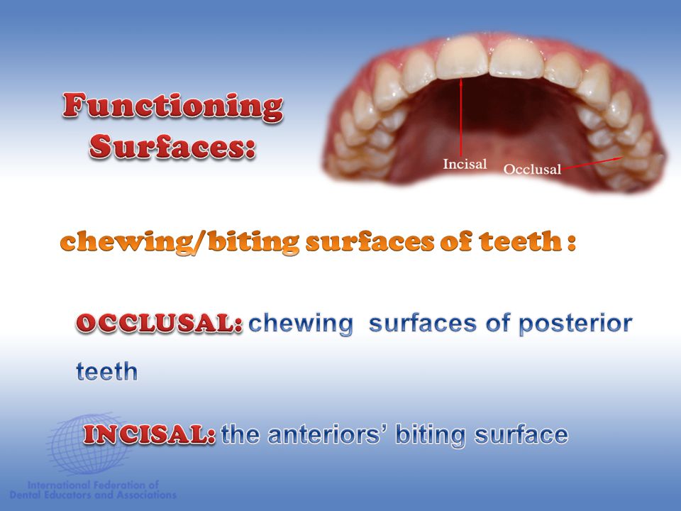 Human Dentition. ppt video online download