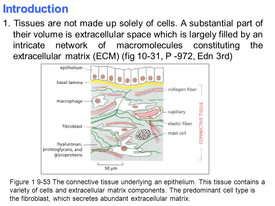 Extracellular Matrix Connective Tissue