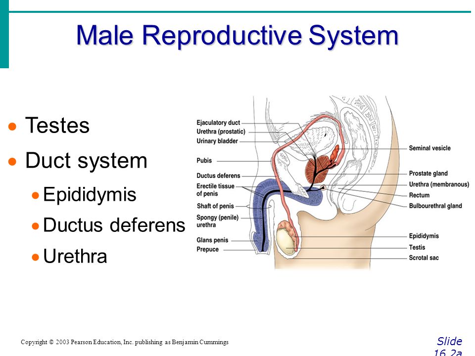 8+ Chapter 16 The Reproductive System Answer Key - MargauxArkady