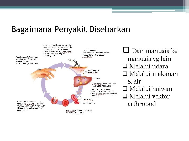 penyakit berjangkit bawaan tikus