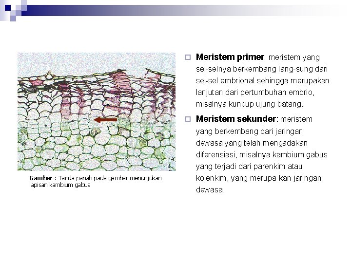MERISTEM JARINGAN DASAR DAN JARINGAN PELINDUNG Oleh Tiny