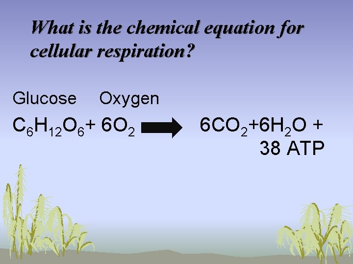 Plant Cellular Respiration Equation Photosynthesis
