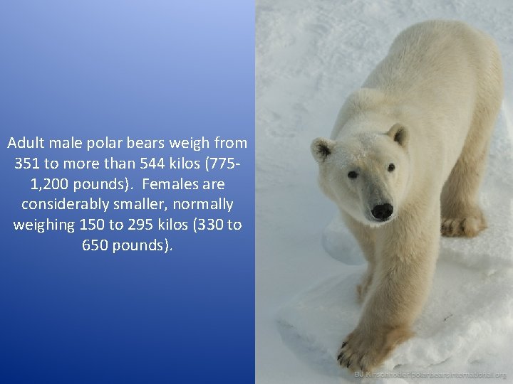 Polar Bear Weight In Pounds JarrettBrough