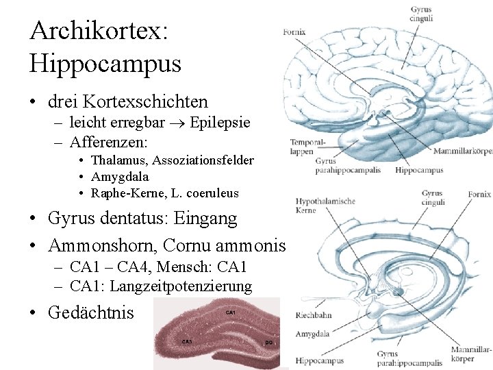 Das Nervensystem Vorlesung Biologische Psychologie C
