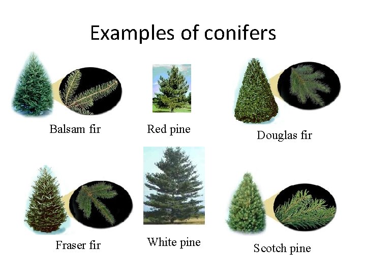 LEAVES Coniferous VS Deciduous Which is Which Characteristics