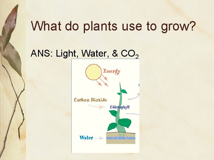 Overview of Photosynthesis Notes 9 Photosynthesis Process where