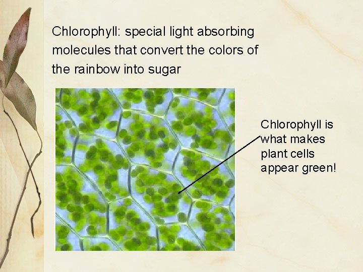 Overview of Photosynthesis Notes 9 Photosynthesis Process where