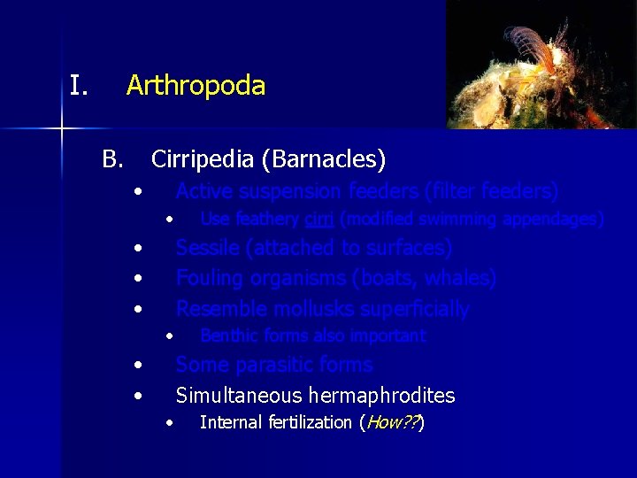 I Arthropoda B Cirripedia Barnacles Active suspension feeders