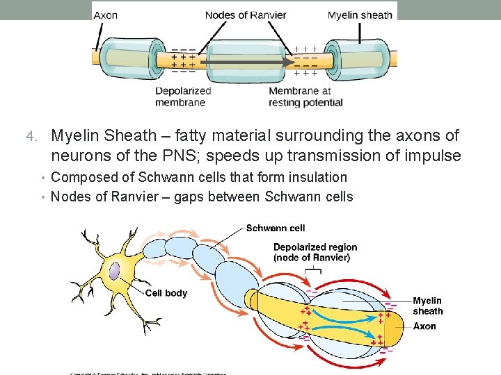6 5 NEURONS AND SYNAPSES The image shows